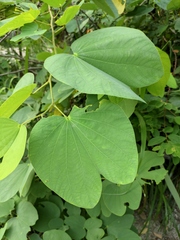 Bauhinia purpurea