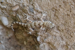 Tenuidactylus caspius