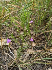 Agalinis tenuifolia