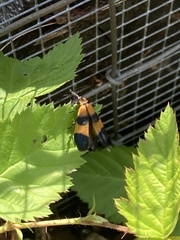 Calopteron