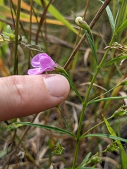 Agalinis tenuifolia