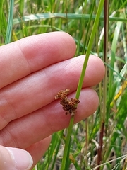 Juncus conglomeratus