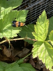 Calopteron