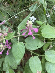 Stachys chamissonis