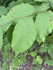 Betulaceae