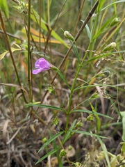 Agalinis tenuifolia