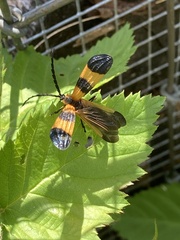 Calopteron
