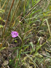 Agalinis tenuifolia