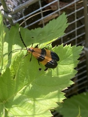 Calopteron