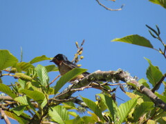 Hirundo rustica erythrogaster