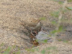 Pellorneum ruficeps