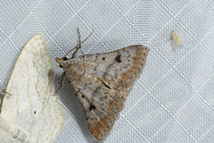 Bleptina caradrinalis