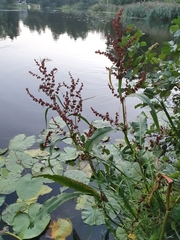 Rumex hydrolapathum