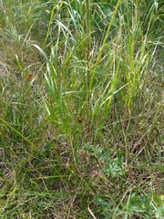 Juncus conglomeratus