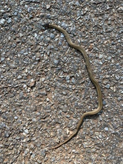 Storeria occipitomaculata