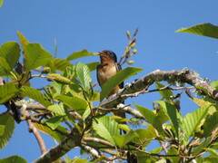 Hirundo rustica erythrogaster