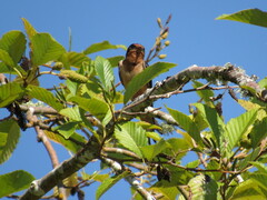 Hirundo rustica erythrogaster