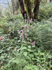 Stachys chamissonis