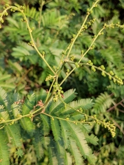 Mimosa bimucronata
