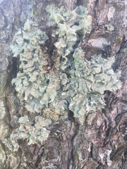 Parmelioideae