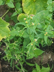 Galinsoga quadriradiata
