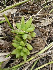 Haworthia turgida
