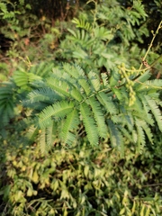 Mimosa bimucronata