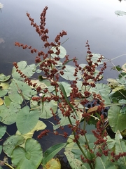 Rumex hydrolapathum