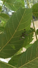 Tingidae