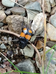 Nicrophorus vespilloides