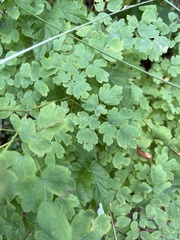 Thalictrum