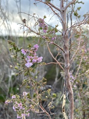 Erica mauritanica