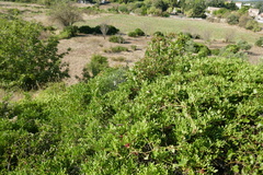 Cyrtophora citricola