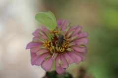 Diadasia