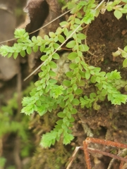Selaginella denticulata