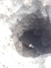 Thamnophis proximus rubrilineatus