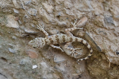 Tenuidactylus caspius