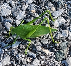 Amblycorypha oblongifolia