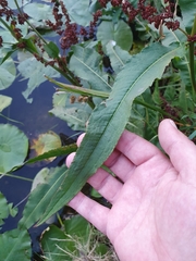 Rumex hydrolapathum
