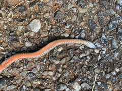 Storeria occipitomaculata