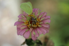Diadasia