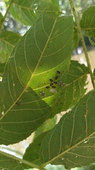 Tingidae