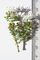 Agathosma latipetala