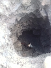 Thamnophis proximus rubrilineatus