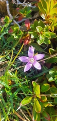 Gentianella anisodonta