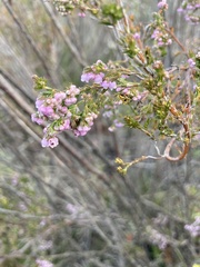Erica mauritanica