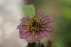 Diadasia