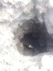 Thamnophis proximus rubrilineatus