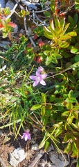 Gentianella anisodonta