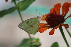 Diadasia